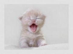 Котенок