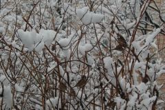 DSC_1136.jpg